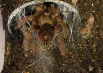 Phormictopus Cancerides