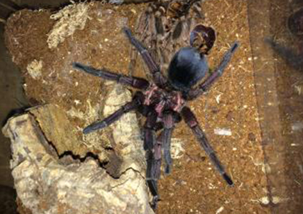 Phormictopus Cancerides