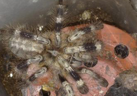 Poecilotheria Miranda