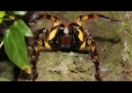 Poecilotheria ornata