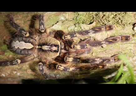 Poecilotheria ornata