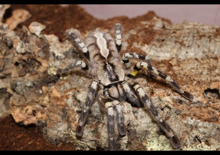 Poecilotheria Regalis