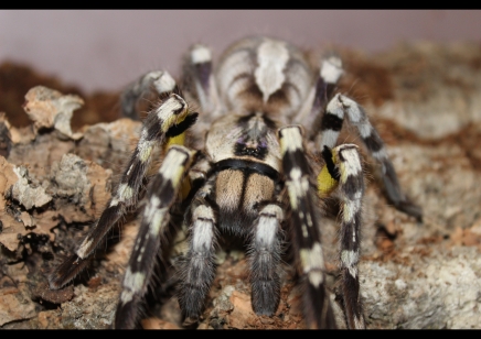 Poecilotheria Regalis