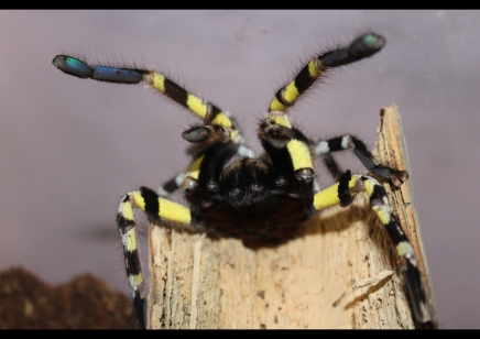 Poecilotheria Regalis