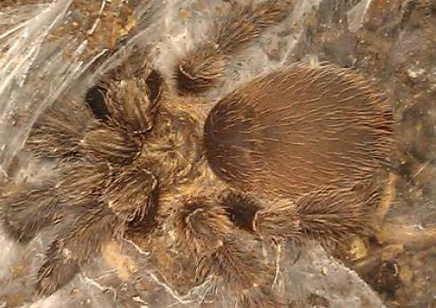 Psalmopoeus Reduncus - Costa Rican Orange Mouth 1 left