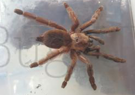 Psalmopoeus Reduncus - Costa Rican Orange Mouth 