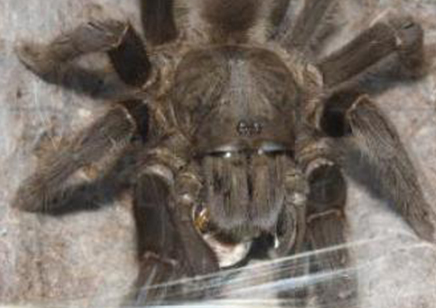 Selenocosmia Javanensis