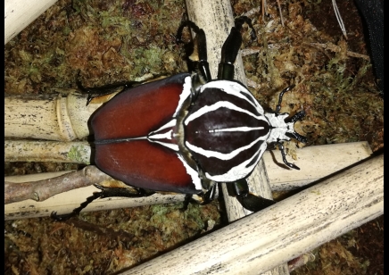 Goliathus Goliatus Male...3 left