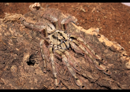 Stromatopelma calceatum