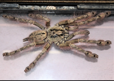 Stromatopelma calceatum - Feather-legged Baboon