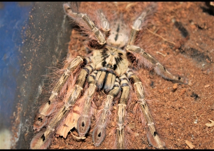 Stromatopelma calceatum - Feather-legged Baboon