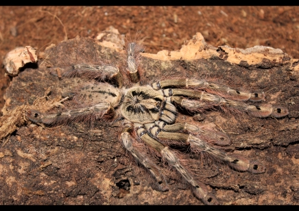 Stromatopelma calceatum - Feather-legged Baboon