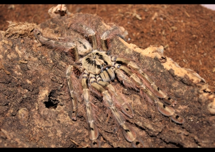 Stromatopelma calceatum - Feather-legged Baboon