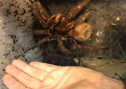 Theraphosa Strimi (7/9cm Leg Length)