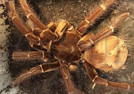 Theraphosa Strimi (7/9cm Leg Length)