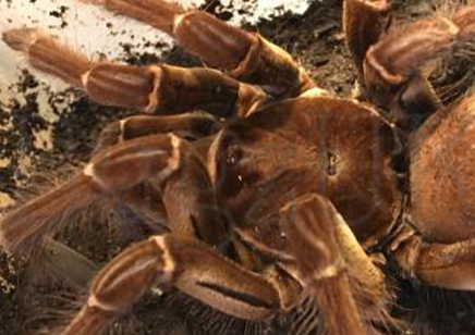 Theraphosa Strimi (7/9cm Leg Length)