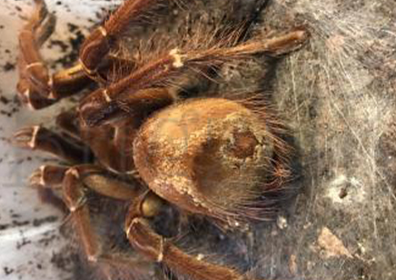 Theraphosa Strimi (7/9cm Leg Length)