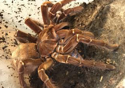 Theraphosa Strimi (7/9cm Leg Length)