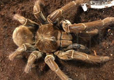 Theraphosa Strimi (7/9cm Leg Length)