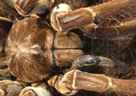 Theraphosa Strimi (7/9cm Leg Length)