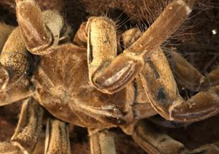 Theraphosa Strimi (7/9cm Leg Length)