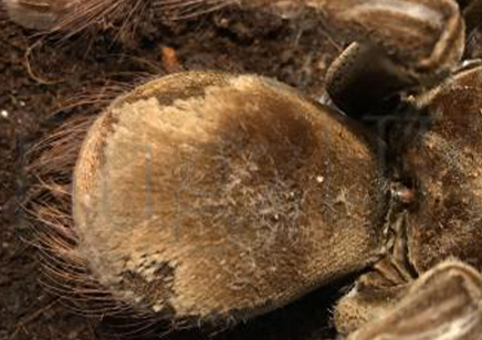 Theraphosa Strimi (7/9cm Leg Length)