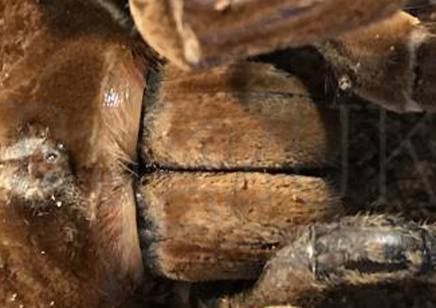 Theraphosa Strimi (7/9cm Leg Length)