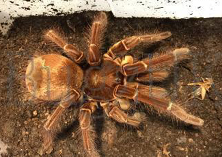 Theraphosa Strimi (7/9cm Leg Length)