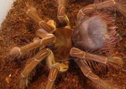 Theraphosa stirmi - Guyana Goliath Birdeater (10/12cm Leg Length)