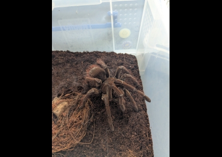 Theraphosa stirmi - Guyana Goliath Birdeater (10/12cm Leg Length)