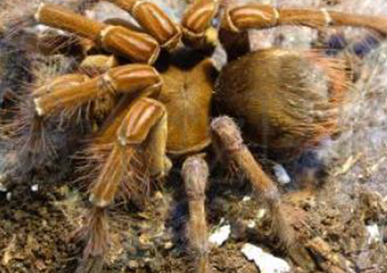 Theraphosa Strimi (9/10cm Leg Length)