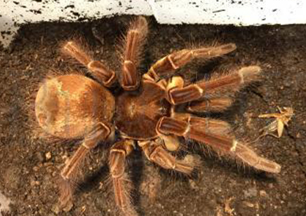 Theraphosa Strimi (9/10cm Leg Length)