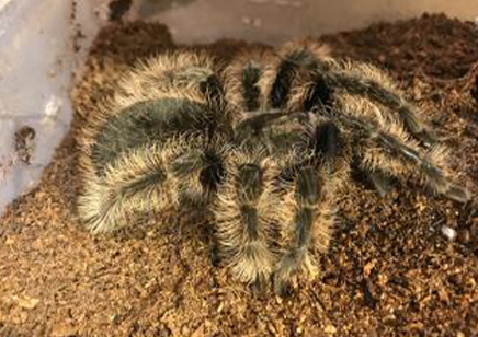 Tliltocatl Albopilosus Nicaraguan (C/B by BugzUK)