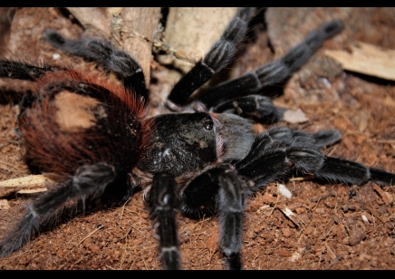 Tliltocatl vagans - Mexican Red Rump CB