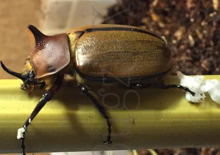 Golofa Sp Ecuador