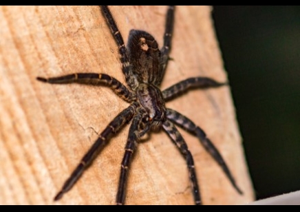 Cupiennius Salei - Tiger Wandering Spider (C/B by BugzUK)