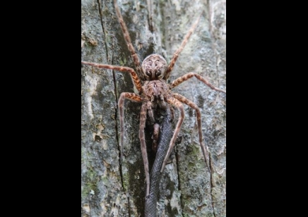 Dolomedes okefinokensis