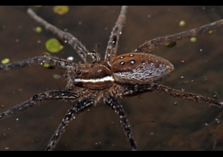 Dolomedes triton   