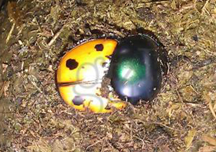 Helictopleurus Quadripunctatus (madagascan Dung Beetle)