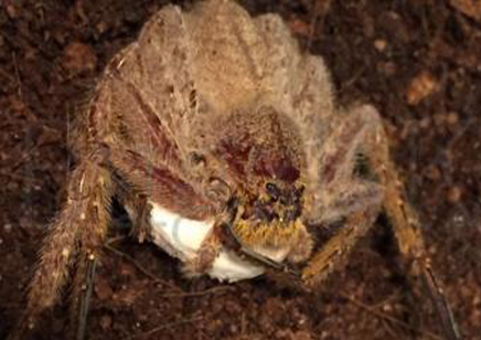 Heteropoda javana