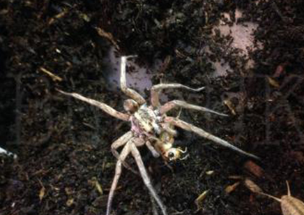 Hogna lenta - Field Wolf Spider