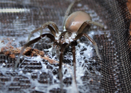 Kukulkania hibernalis - Southern House Spider (C/B by BugzUK) *special discount*