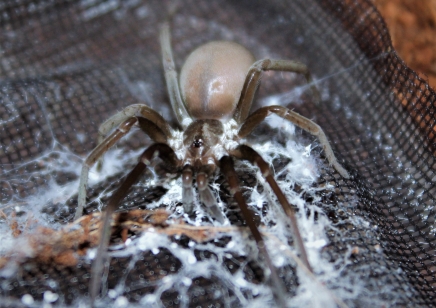 Kukulkania hibernalis - Southern House Spider (C/B by BugzUK) *special discount*