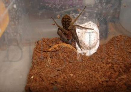 Piloctenus haematostoma - Red fang wandering spider