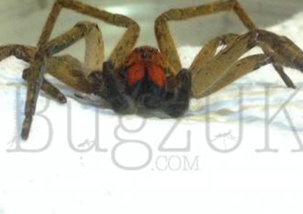 Piloctenus haematostoma - Red fang wandering spider