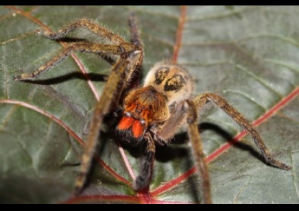 Piloctenus haematostoma - Red fang wandering spider