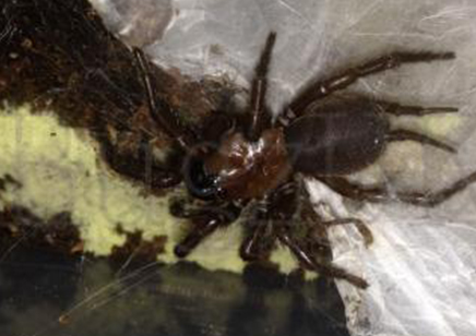 True Spiders Porrhothele Antipodiana