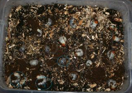 Lucanus Cervus Akbesianus