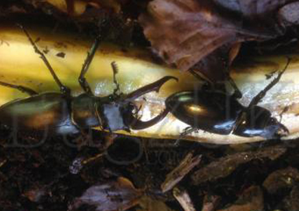 Lucanus Cervus Akbesianus