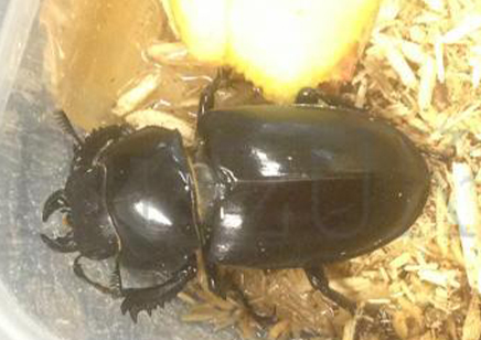 Lucanus Cervus Akbesianus 